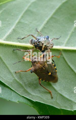 Nach Wald Bug/Red-legged shield Bug (Pentatoma rufipes) zuletzt von seinem Nymphal Haut unter einem Aschegehalt, Blatt, Wiltshire, UK, Juni entstanden. Stockfoto