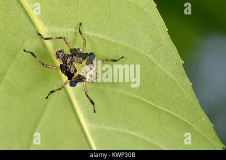 Wald Bug/Red-legged shield Bug (Pentatoma rufipes) nymphal Haut unter einem Aschegehalt Blatt nach der Erwachsenen herausgebildet hat, Wiltshire, UK, Juni. Stockfoto