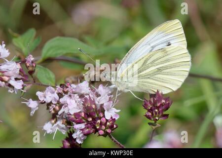 Rapsweißling (Pieris napi) nectaring auf wilden Majoran Blumen in einer Kreide Grünland Wiese, Wiltshire, UK, August (Origanum vulgare). Stockfoto