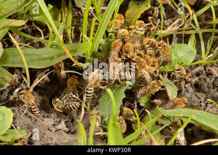 Ivy Biene (Colletes hederae) passende Kugel mit einer Masse von Männchen um ein Weibchen neu aus ihrer Höhle in einem Rasen Garten entstanden, Wiltshire, Großbritannien Stockfoto