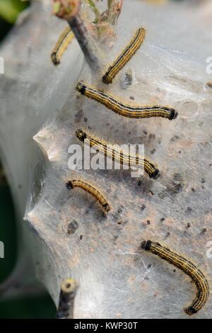 Lakai Motte (Malacosoma eulengattung) Raupen auf Seide Zelt auf Wunsch einen Busch, Cornwall, UK, April. Stockfoto