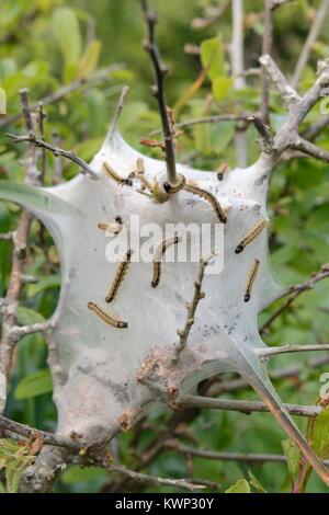 Lakai Motte (Malacosoma eulengattung) Raupen auf Seide Zelt auf Wunsch eine Bush Sie entblättern, Cornwall, UK, April. Stockfoto