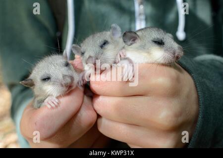 Drei verschlafenen jungen Essbar/Fat Siebenschläfer (Glis Glis) in Händen während einer Umfrage in einer britischen Holz, wo dieses Europäischen Arten eingebürgert geworden ist. Stockfoto