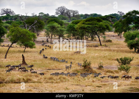 Zebras und Gnus im Tarangire Nationalpark, Tansania, Afrika Stockfoto
