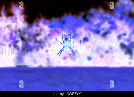Spinne und Spinnen web Stockfoto