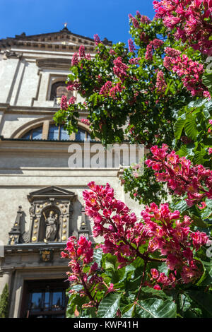 Aesculus carnea Baum Rotes Pferd Kastanie vor der Kirche unserer Lieben Frau Sieg (Jesuskind) Karmelitska Straße Mala Strana Prag, Tschechische Republik Stockfoto