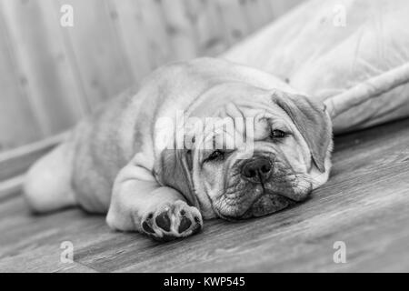 Braun 8 Wochen alt Ca de Bou (mallorquinische Mastiff) Welpe Hund liegend auf einem Parkettboden (schwarz/weiß) Stockfoto