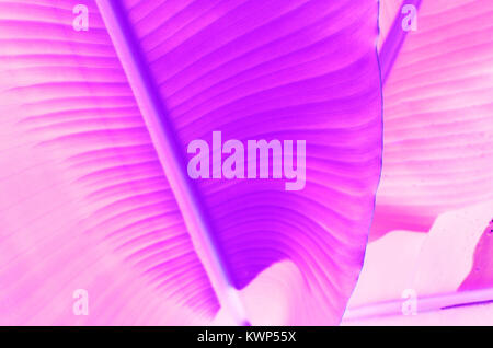 Palm Blätter Duo Töne abstrakt Design Stockfoto