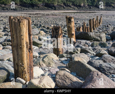 Bleibt der Pfähle in Punkt Wolfe Strand, Fundy National Park, Bucht von Fundy, New Brunswick, Kanada. Stockfoto