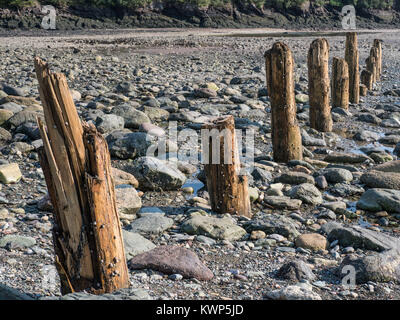 Bleibt der Pfähle in Punkt Wolfe Strand, Fundy National Park, Bucht von Fundy, New Brunswick, Kanada. Stockfoto