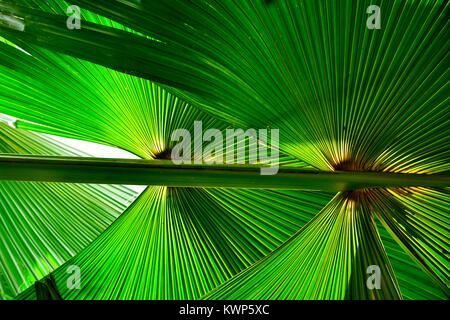 In der Nähe der tropischen Pflanze Bismarckia Nobilis mit reichen Farben, Texturen und Muster Stockfoto