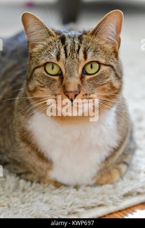 Braun tabby Katze sitzt auf einem cremefarbenen Teppich Stockfoto