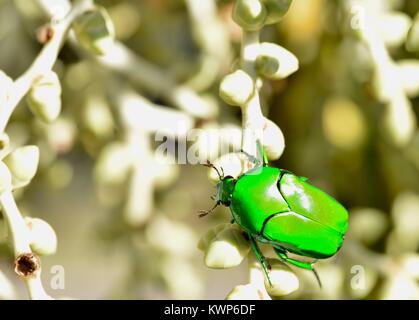 Helle grüne Weihnachten Käfer (Anoplognathus sp.), Skarabäus Käfer Familie Townsville, Queensland, Australien Stockfoto