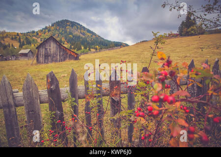 Herbst Landschaft Landschaft mit bunten Wald, Holz Zaun, Hagebutten und Scheunen in Prisaca Dornei, Suceava, Bukowina, Rumänien Stockfoto