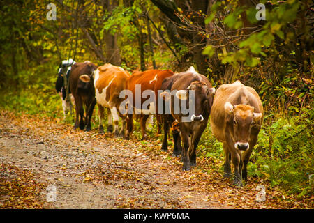 Kühe auf einer Landstraße mit einer schönen Herbst Landschaft Hintergrund in Prisaca Dornei Dorf, Suceava, Bukowina, Rumänien Stockfoto