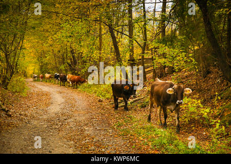 Kühe auf einer Landstraße mit einer schönen Herbst Landschaft Hintergrund in Prisaca Dornei Dorf, Suceava, Bukowina, Rumänien Stockfoto
