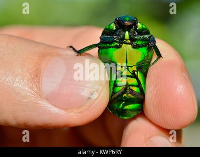 Helle grüne Weihnachten Käfer (Anoplognathus sp.), Skarabäus Käfer Familie Townsville, Queensland, Australien Stockfoto