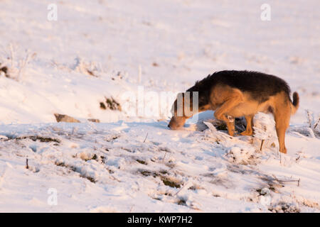 Ein Hund im Schnee, Schnüffeln am Boden Stockfoto