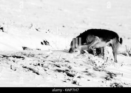 Ein Hund im Schnee, Schnüffeln am Boden Stockfoto