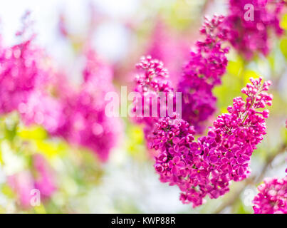 Hell blühenden Zweig der Flieder. Abstrakt floral background. Selektiver Fokus Stockfoto