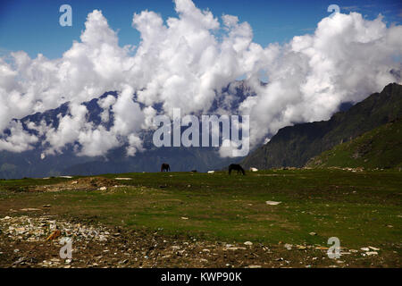 Pferde grasen auf grünem Gras in Berg Tal, indischen Himalaya, Rothang Pass Stockfoto