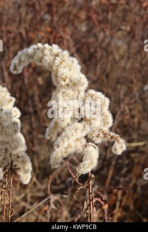 Hohe Goldrute [Solidago altissima] eine schöne Wildflower in Saatgut Stockfoto