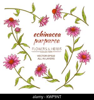 Echinacea purpurea Vektor auf weißem Hintergrund Stock Vektor