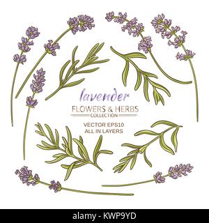 Lavendel Blüten und Blätter auf weißem Hintergrund Stock Vektor