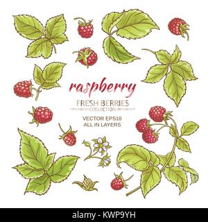 Himbeere Beeren und Blätter Vektor auf whte Hintergrund Stock Vektor