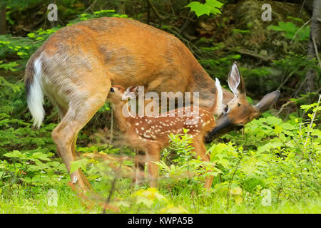 Eine White-tailed fawn-Feeds auf der Seite der Straße. Stockfoto