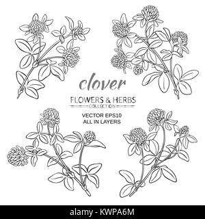 Clover blumen Vektor om weißer Hintergrund Stock Vektor