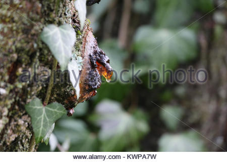 Sap-Austritt von einem kranken Kirschbaum in Ivy in einem bayerischen Garten abgedeckt Stockfoto