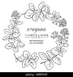 Oregano kraut Vektor auf weißem Hintergrund Stock Vektor