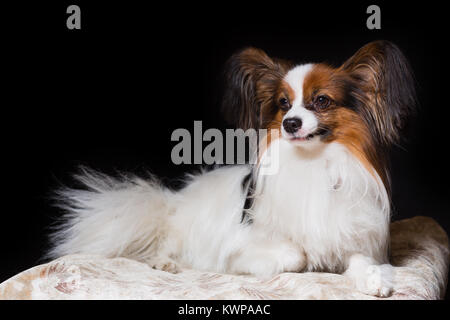 Papillon Hund liegt auf dem Tisch, die isoliert auf Schwarz zufrieden Stockfoto