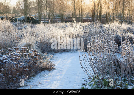 Scampston ummauerten Garten, North Yorkshire, UK. Winter, Dezember 2017. Ein vier Hektar großen zeitgenössischen Garten entworfen von Piet Oudolf. Stockfoto