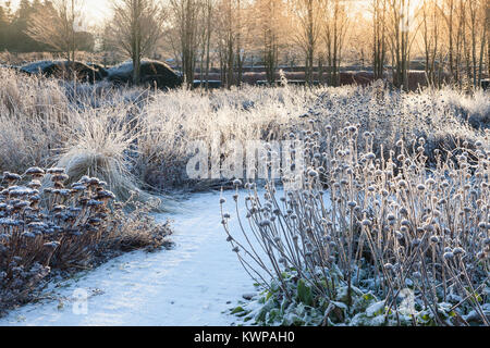 Scampston ummauerten Garten, North Yorkshire, UK. Winter, Dezember 2017. Ein vier Hektar großen zeitgenössischen Garten entworfen von Piet Oudolf. Stockfoto