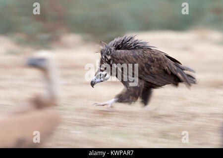 Eurasischen Mönchsgeier Aegypius monachus in aggressiven Haltung nähert sich Lebensmittel und andere Geier San Pedro Sierra Extremadura Spanien Dezember Stockfoto