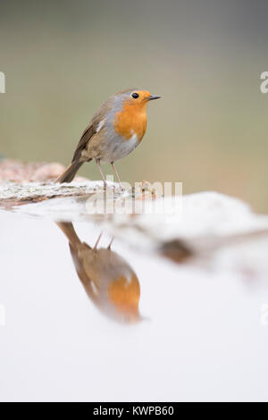 Robin Erithacus Rubecula am Pool trinken Extremadura Spanien Stockfoto