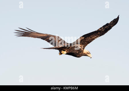 Spanische Kaiseradler Aquila adalberti männlichen Erwachsenen ca. 8 Jahre alt in San Pedro Sierra, Extremadura Spanien Dezember Stockfoto