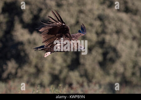 Eurasischen Mönchsgeier Aegypius monachus San Pedro Sierra Extremadura Spanien Dezember Stockfoto