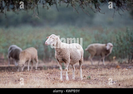 Merino Schafe auf eicheln unter den Dehessa im San Pedro Sierra in der Extremadura Spanien Dezember Stockfoto