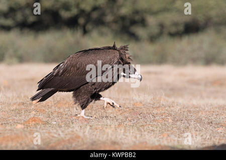 Eurasischen Mönchsgeier Aegypius monachus in aggressiven Haltung nähert sich Lebensmittel und andere Geier San Pedro Sierra Extremadura Spanien Dezember Stockfoto