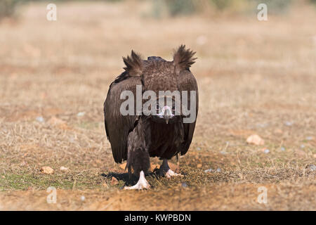 Eurasischen Mönchsgeier Aegypius monachus in aggressiven Haltung nähert sich Lebensmittel und andere Geier San Pedro Sierra Extremadura Spanien Dezember Stockfoto