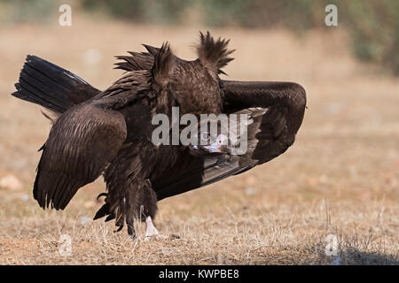 Eurasischen Mönchsgeier Aegypius monachus in aggressiven Haltung nähert sich Lebensmittel und andere Geier San Pedro Sierra Extremadura Spanien Dezember Stockfoto