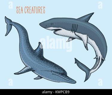 Meer Kreatur Delphin und Weißen Hai. graviert Hand in alte Skizze gezeichnet, Vintage Style. nautischen oder Marine, Monster oder Fisch. Tiere, die in den Ozean. Stock Vektor