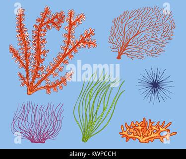 Marine pflanzen Algen. pflanzliches Leben und Nahrung für Fische. graviert Hand in alte Skizze gezeichnet, Vintage Style. nautischen oder Meer Grüns, Monster oder Fisch. Tiere, die in den Ozean. Stock Vektor
