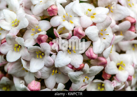 Viburnum carlcephalum, duftender Schneeball Stockfoto