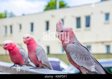 Australische Papageien Eolophus roseicapilla galah thront auf Geländer in städtische Umwelt Stockfoto