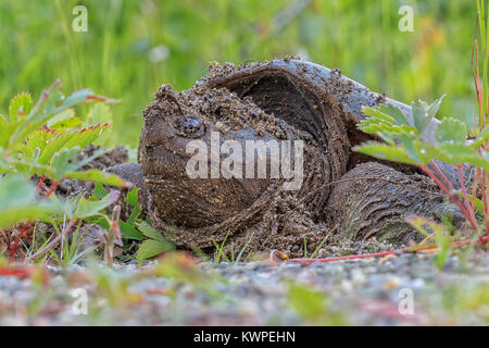 Ein momma Gemeinsame Snapping Turtle legt ihre Eier am Straßenrand. Stockfoto