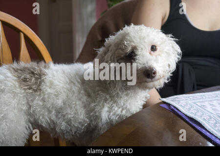 Porträt von einem Pudel/Terrier mix. Stockfoto